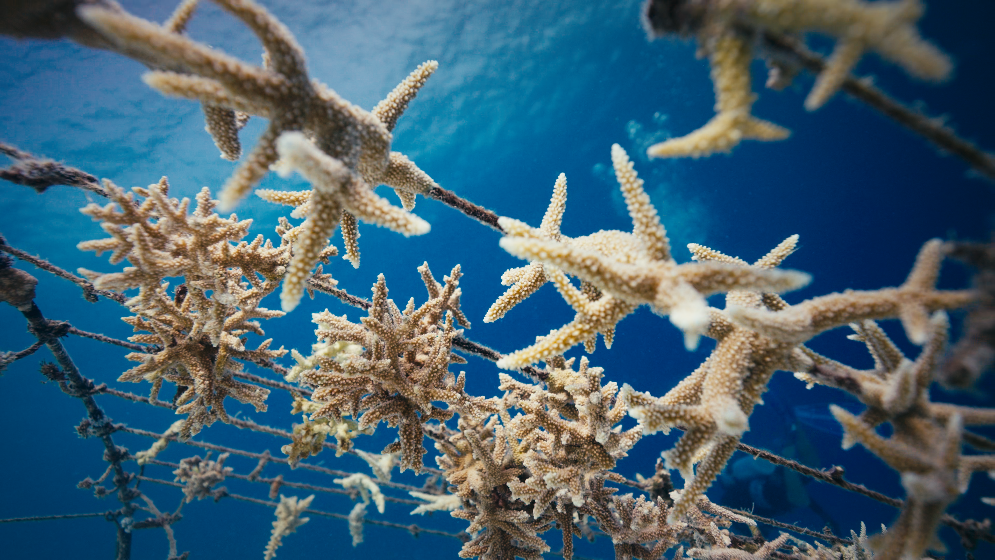ONE CORAL AT A TIME still 2