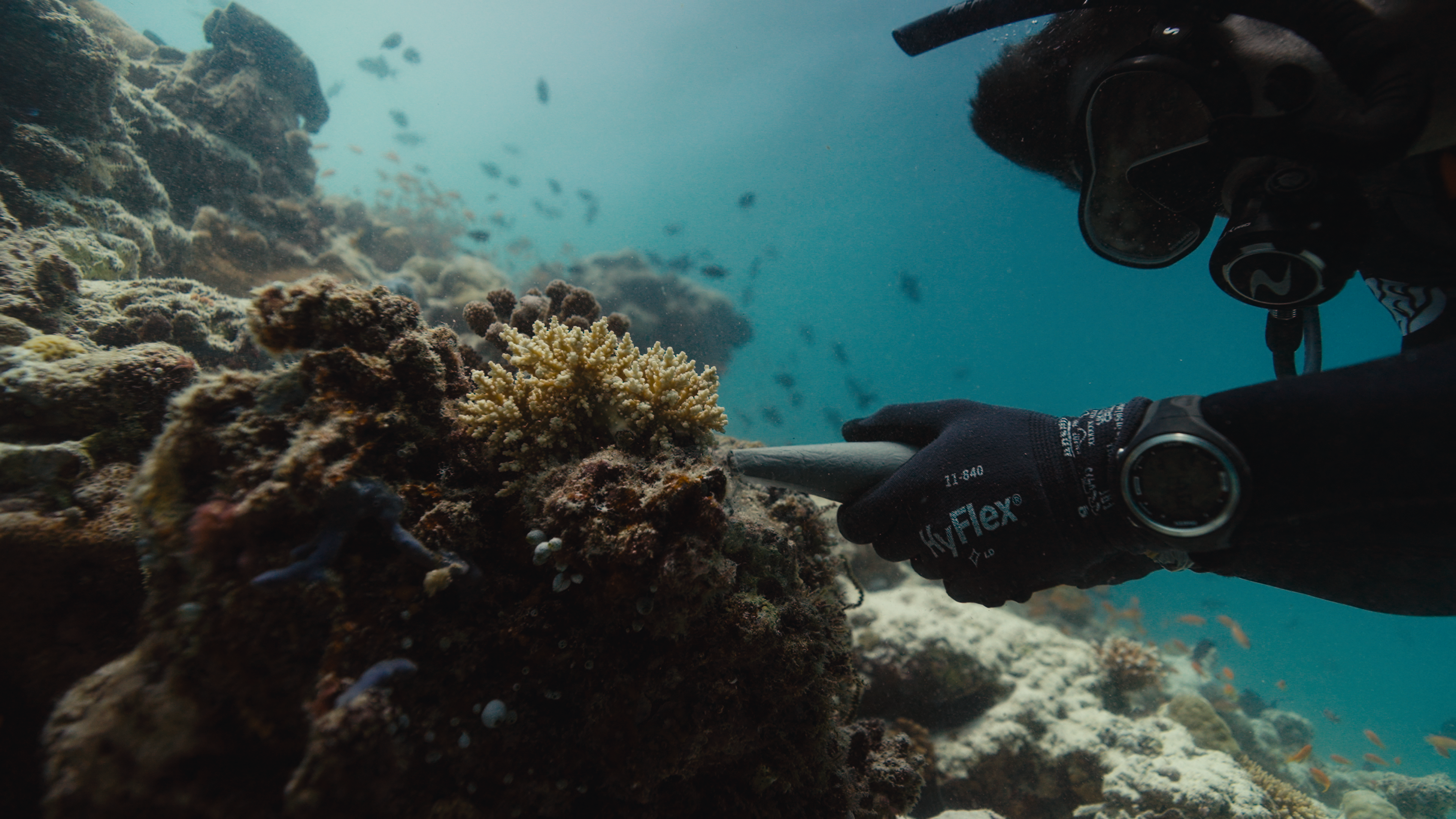 ONE CORAL AT A TIME still 3